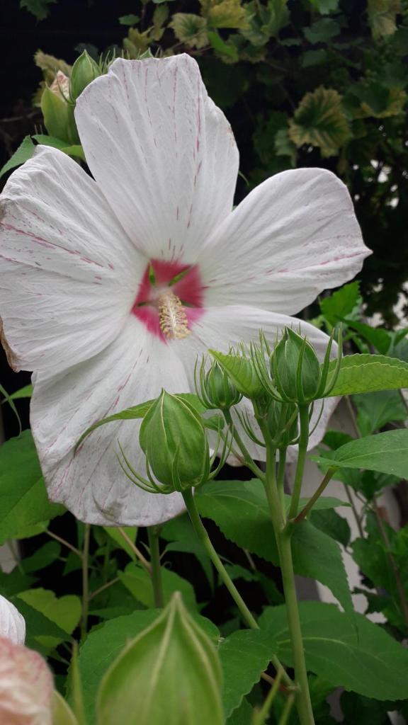 Sommerfrische photo 1