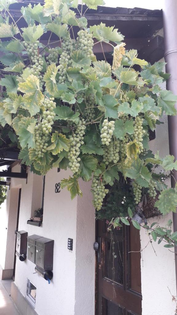 Sommerfrische photo 3