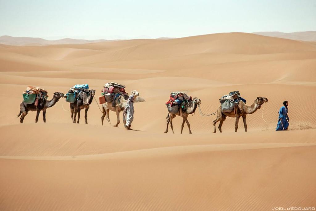 Camp Sahara Holidays photo 4