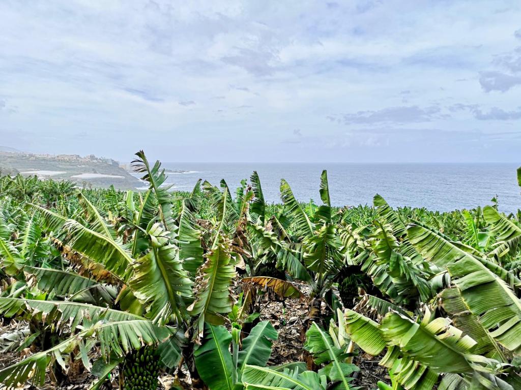 Banana Paradise photo 4