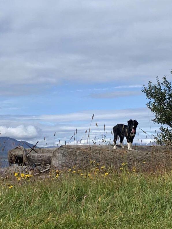 Áshóll guesthouse - farmstay photo 3