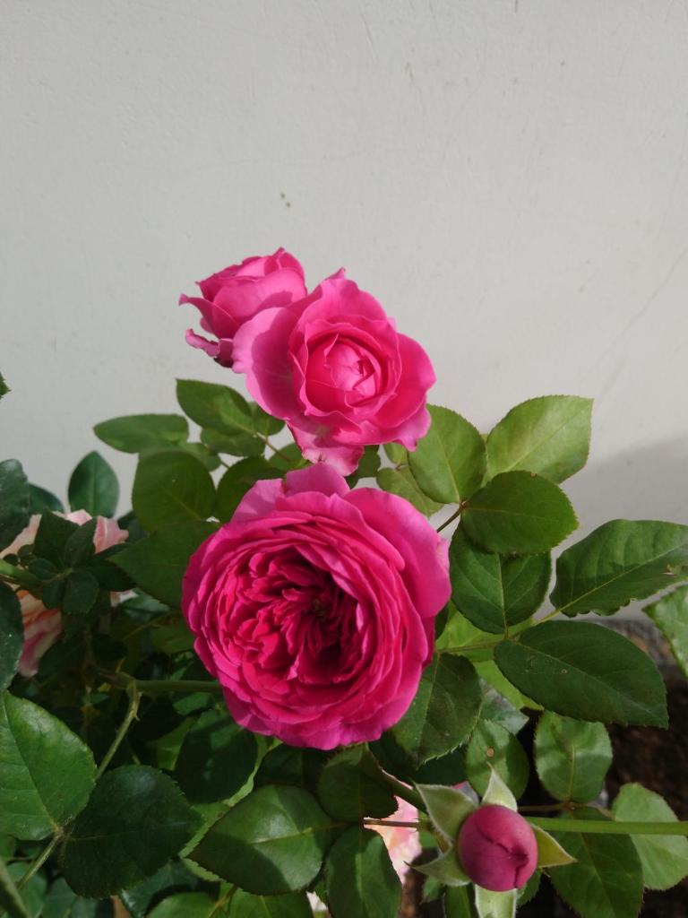 Hung Phuc Mui Ne Hotel