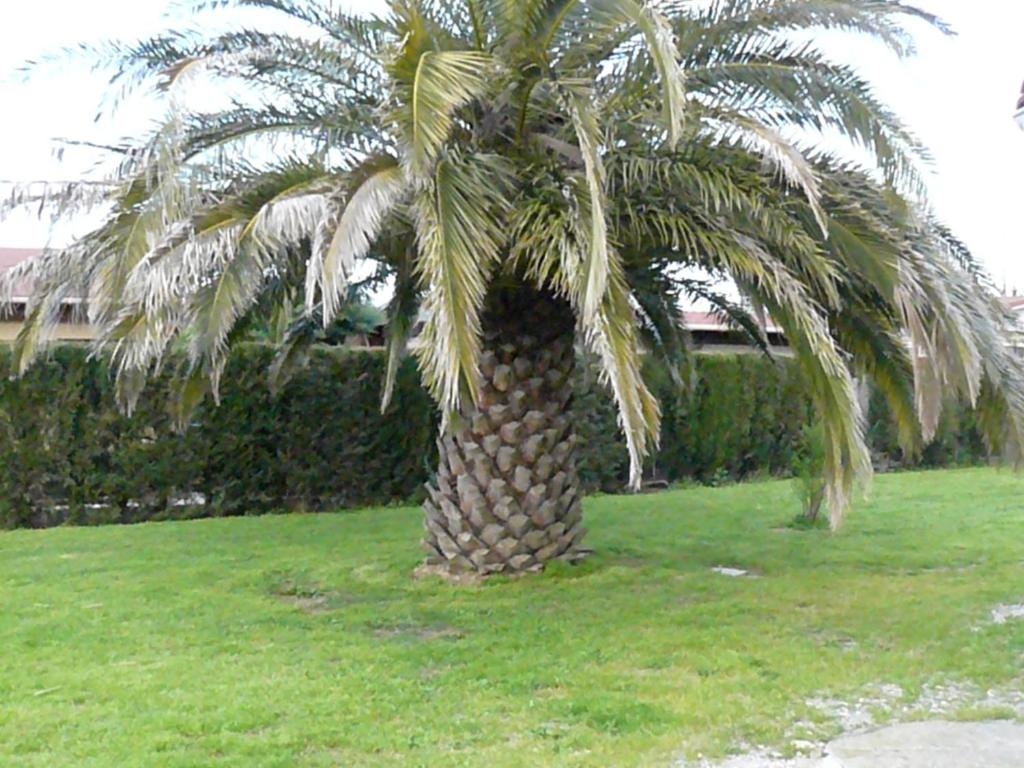 Location avec piscine et parking (n°2p) photo 2
