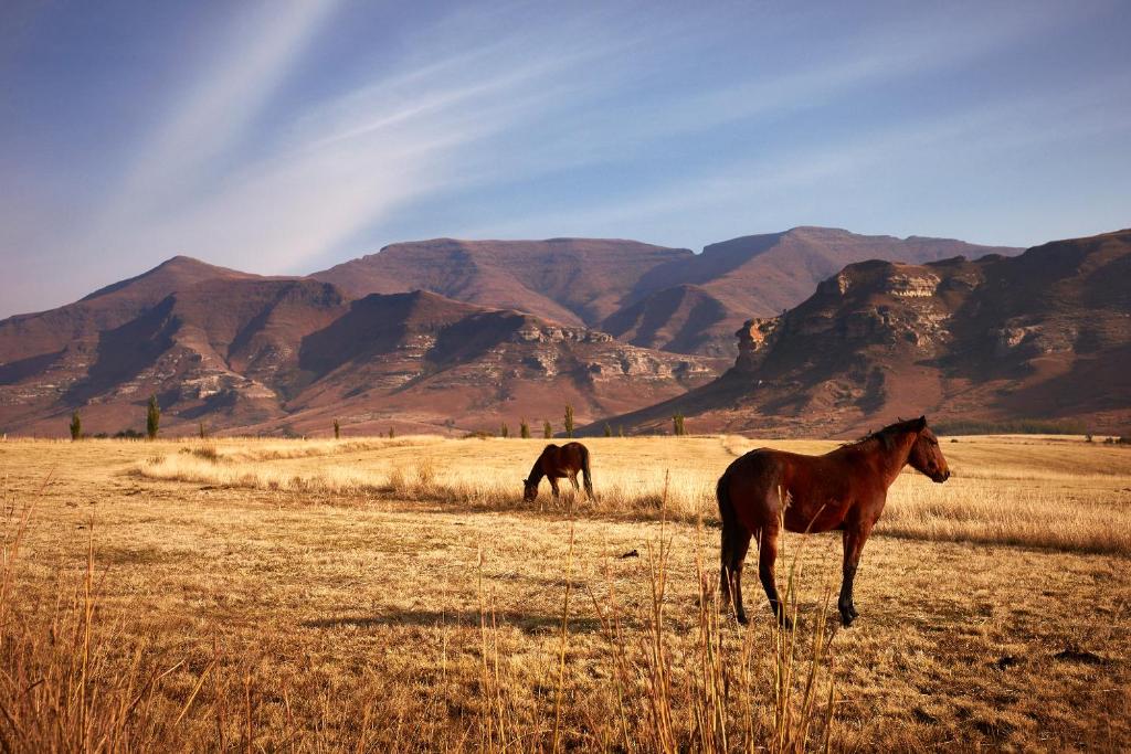 Dynasty Red Mountain Ranch photo 3