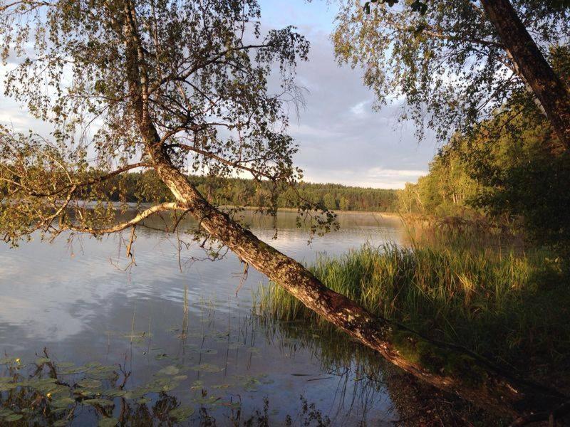 Asvejos slenis photo 4