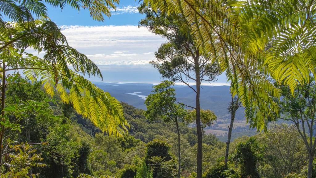 Binna Burra Rainforest Campsite photo 3