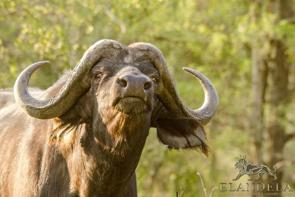 Elandela Private Game Reserve and Luxury Lodge photo 2
