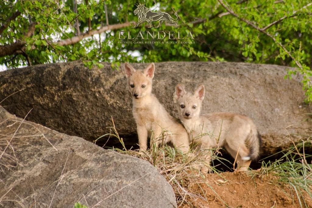 Elandela Private Game Reserve and Luxury Lodge photo 4