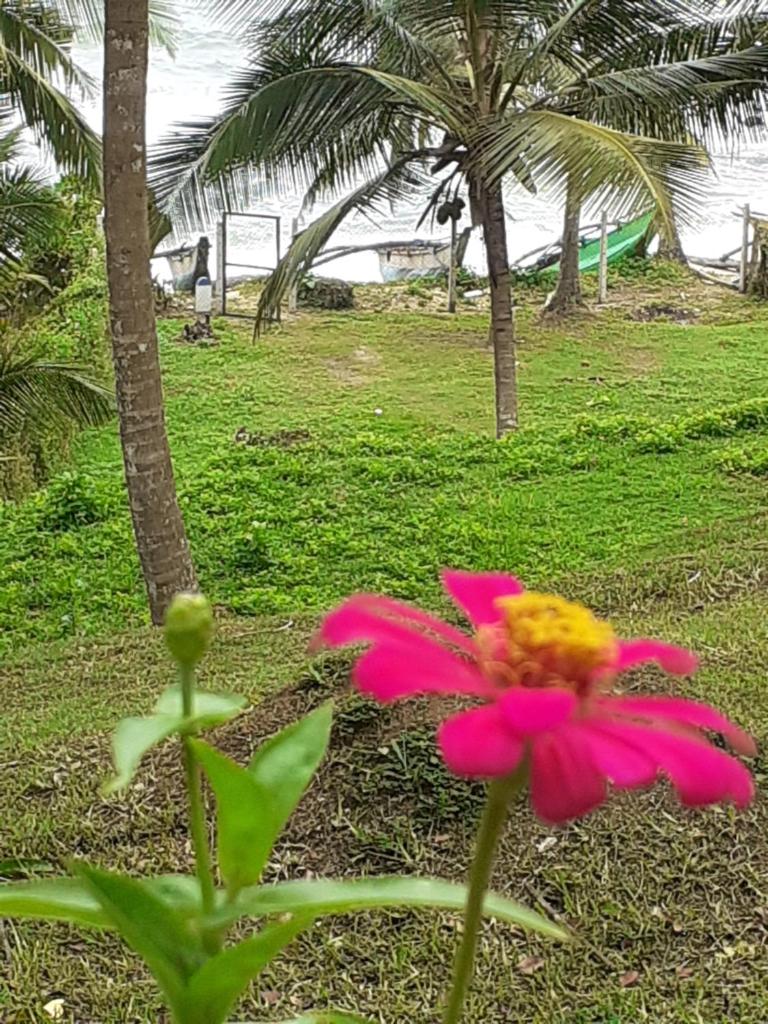 Star Beach Hotel photo 2