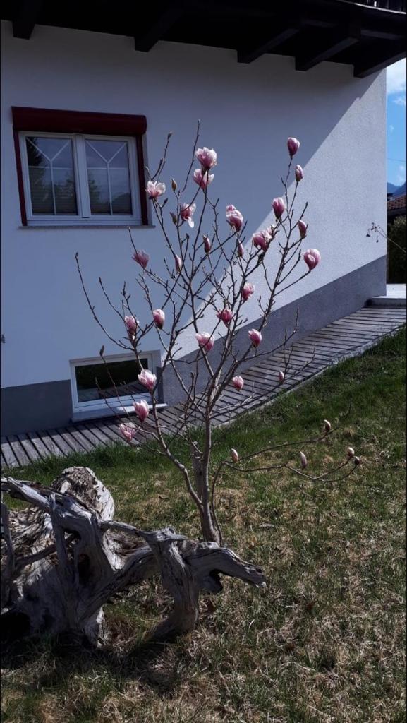 Apartments Schöll photo 2