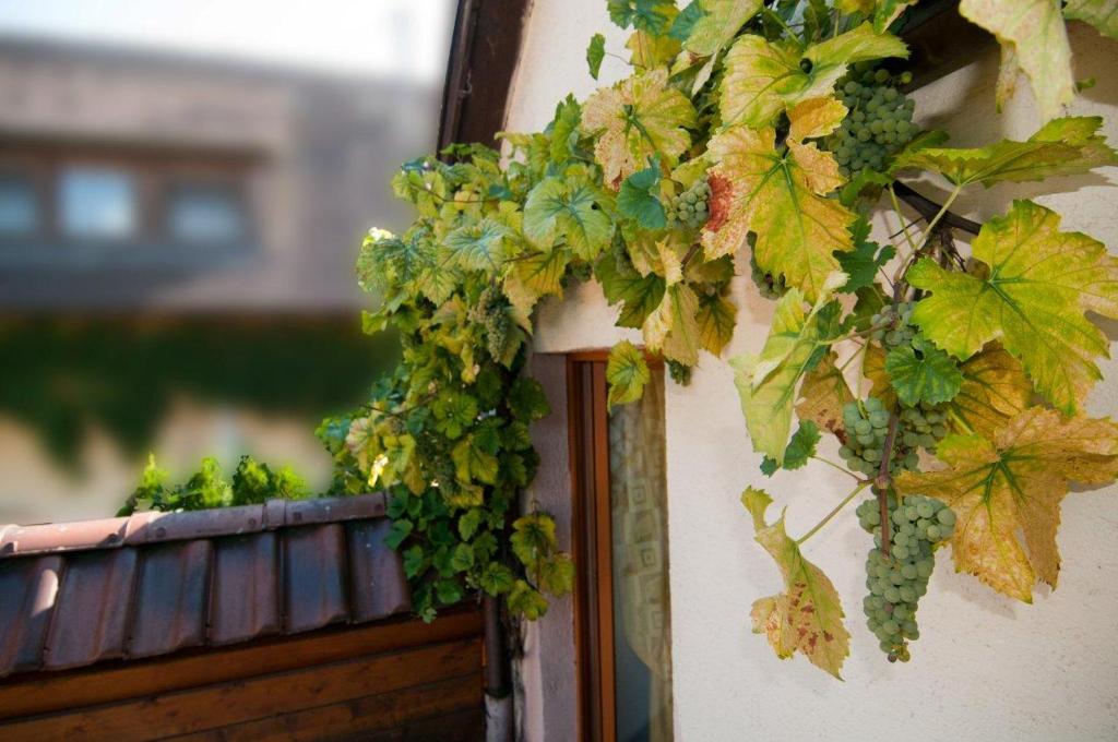 Weingut Landmann Ferienwohnungen photo 3