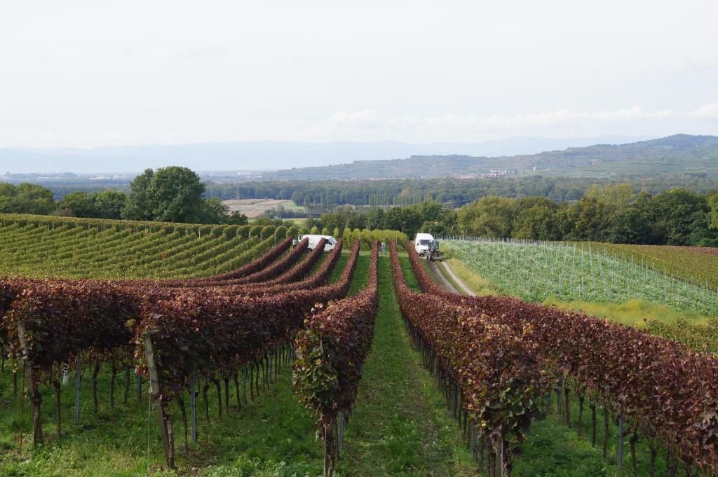 Weingut Landmann Ferienwohnungen photo 1