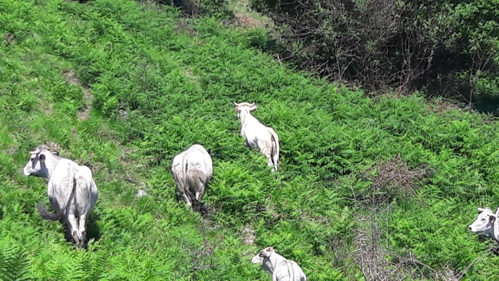 Ferme Laurens photo 4