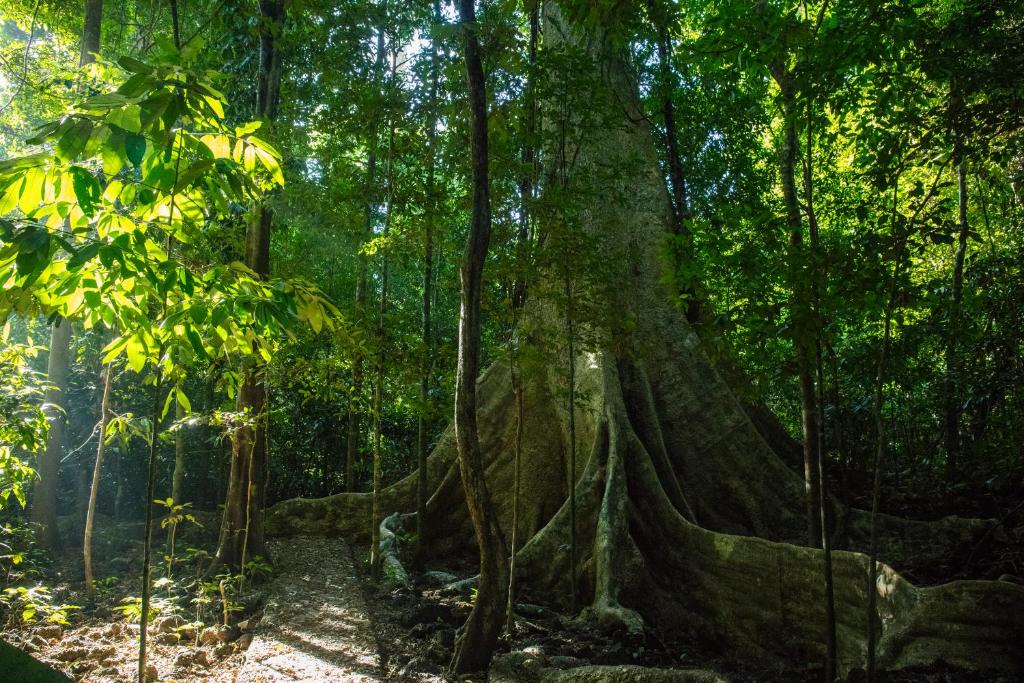 Cát Tiên Jungle Lodge