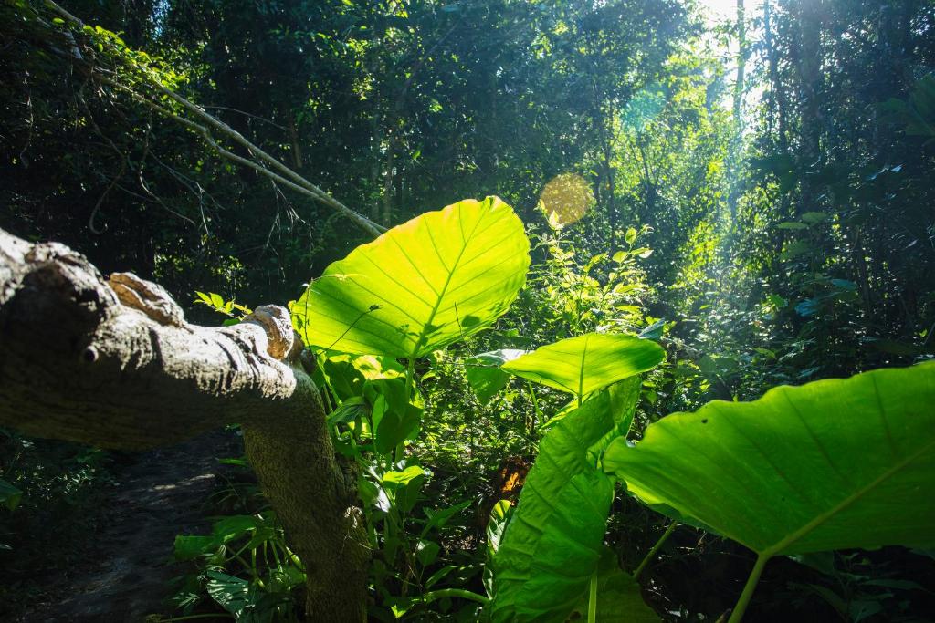 Cát Tiên Jungle Lodge