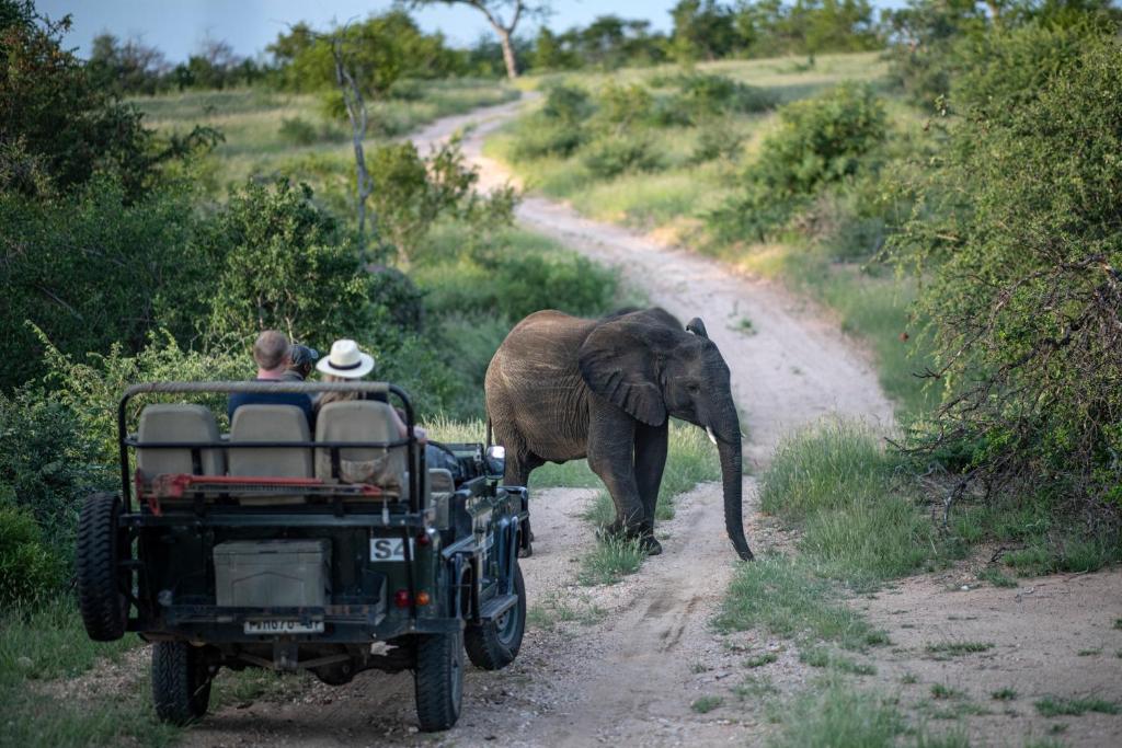 Simbavati Hilltop Lodge photo 2