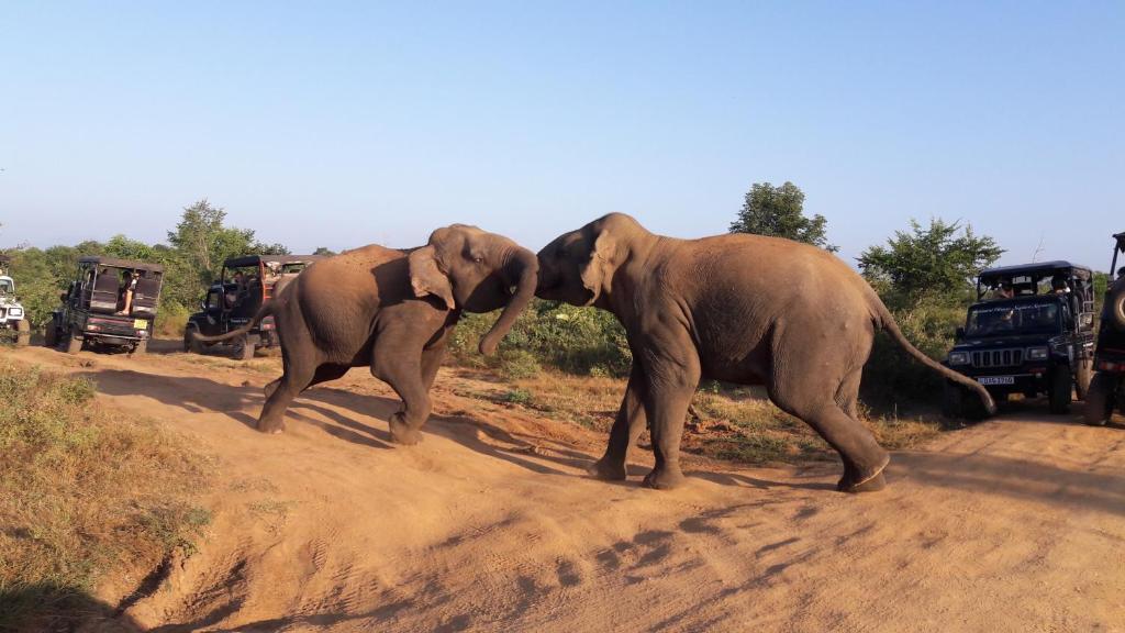 Tusker's Paradise Safari Villa photo 4