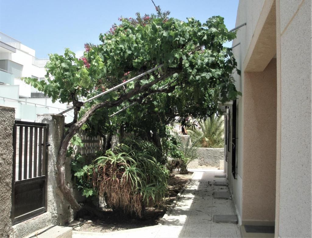Pitera II photo 2