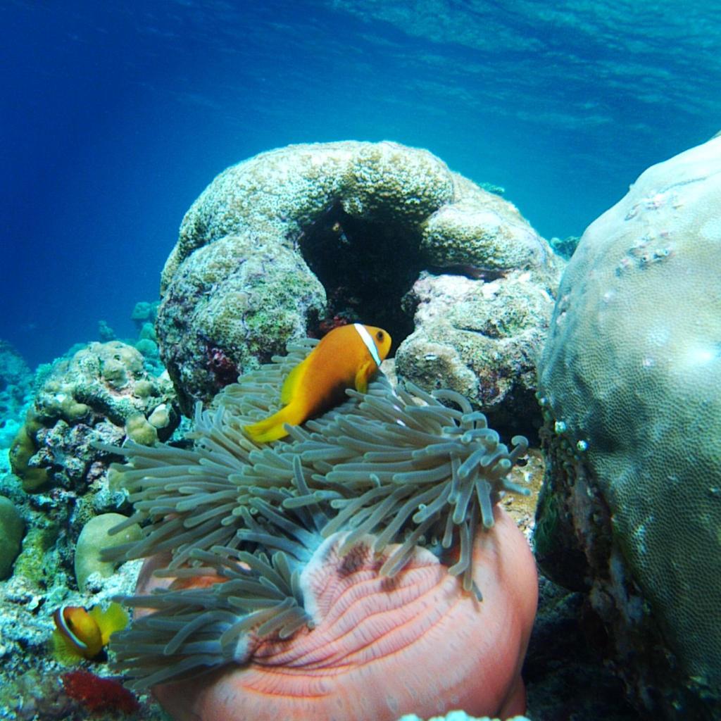Shifa Lodge Maldives photo 2