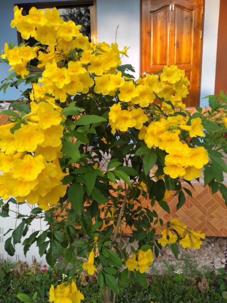 Yahle Villa เยห์เล่วิลล่า photo 4