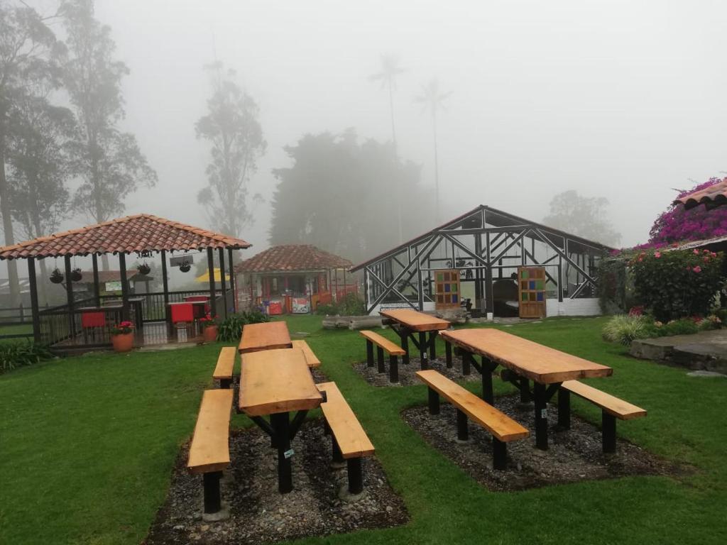 Palmas de Cocora photo 1