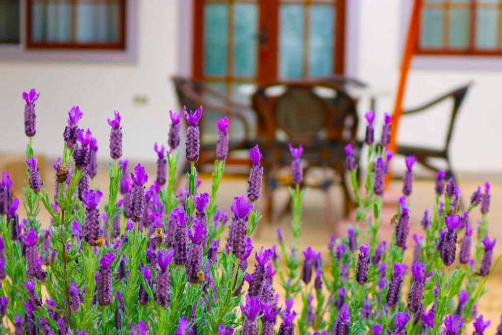 Hotel Boutique Solaz Bella Vista de Colchagua photo 1