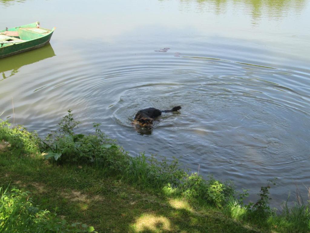 Florennes Gîte neuf 150 M2 devant un grand lac privé de 2 hectares poissonneux au milieu des bois photo 4