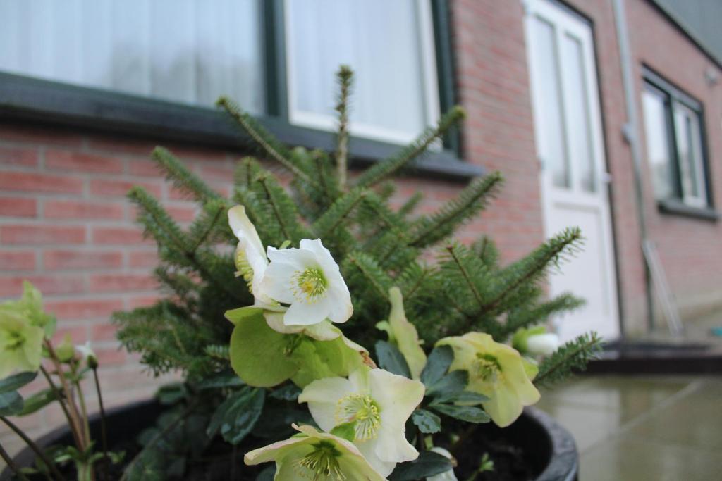 Veldhuis photo 4