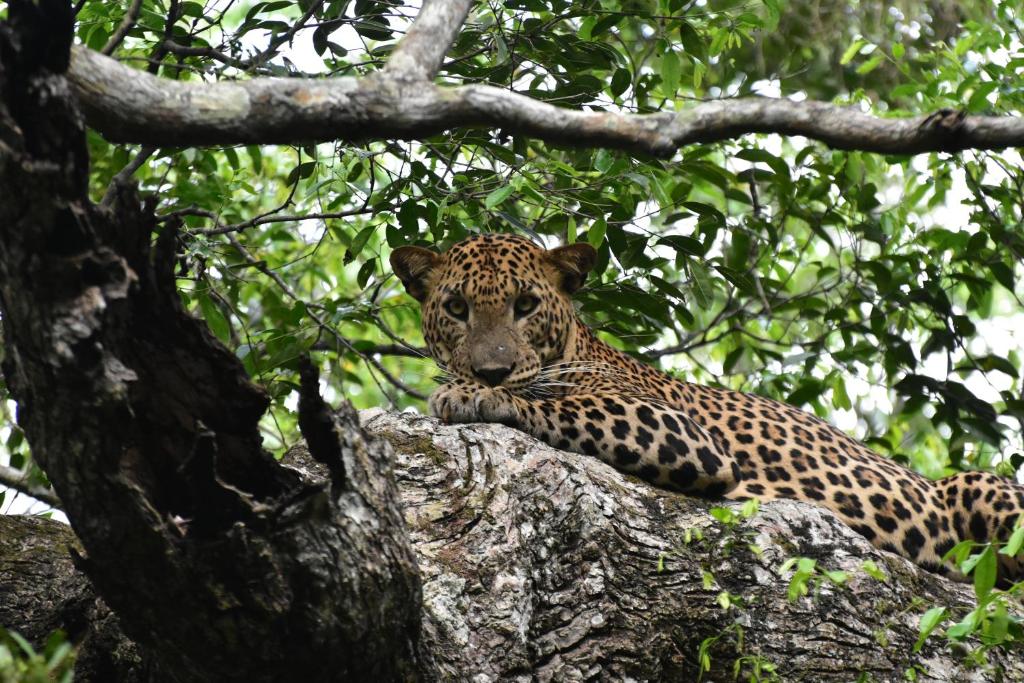 Glamping Wilpattu by Thamaravila photo 1