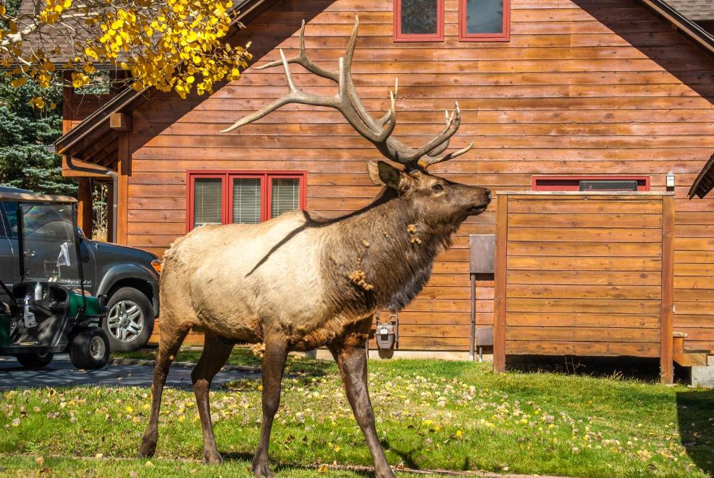 Rams Horn Village Resort photo 4