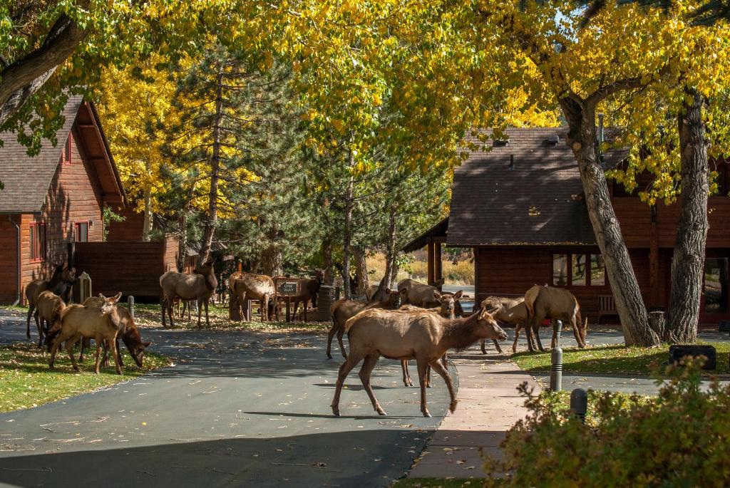 Rams Horn Village Resort photo 3
