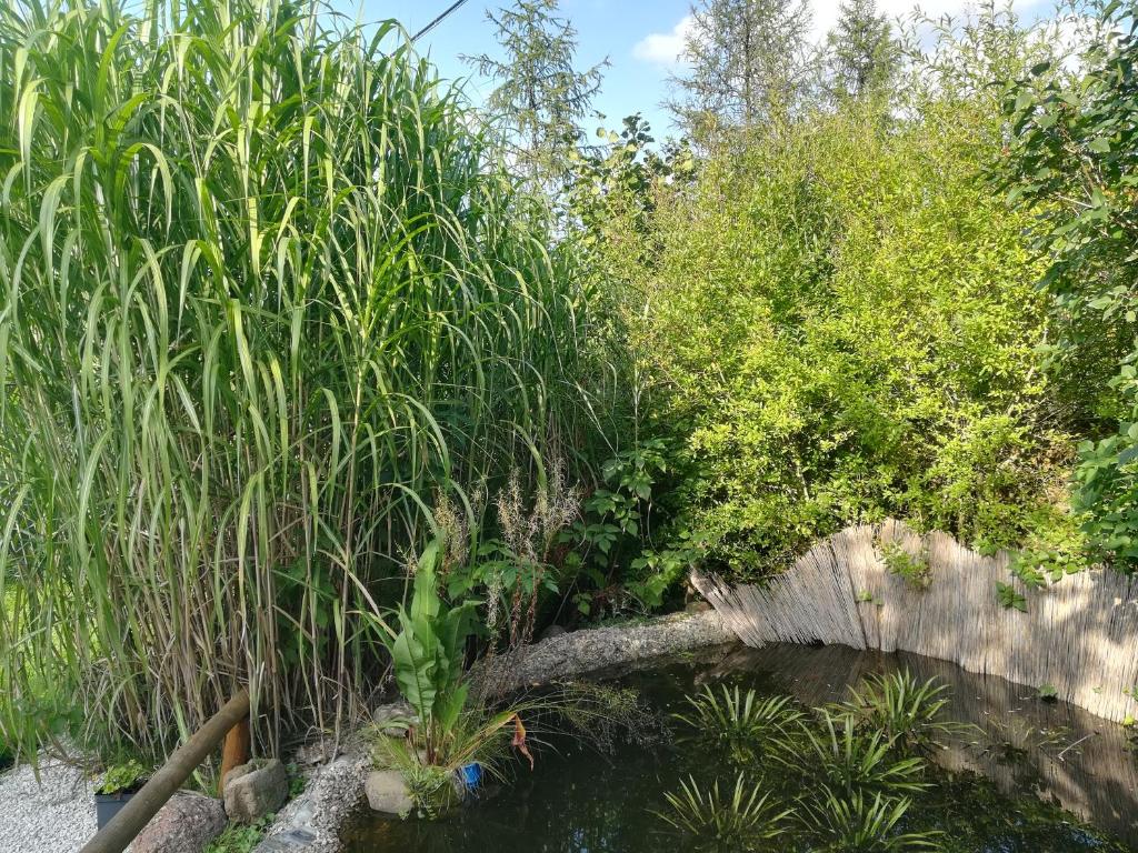 Zagroda Podlas - gospodarstwo agroturystyczne photo 4