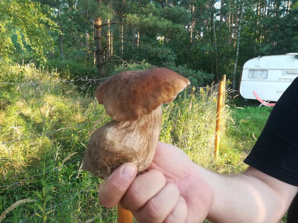 Zagroda Podlas - gospodarstwo agroturystyczne photo 3