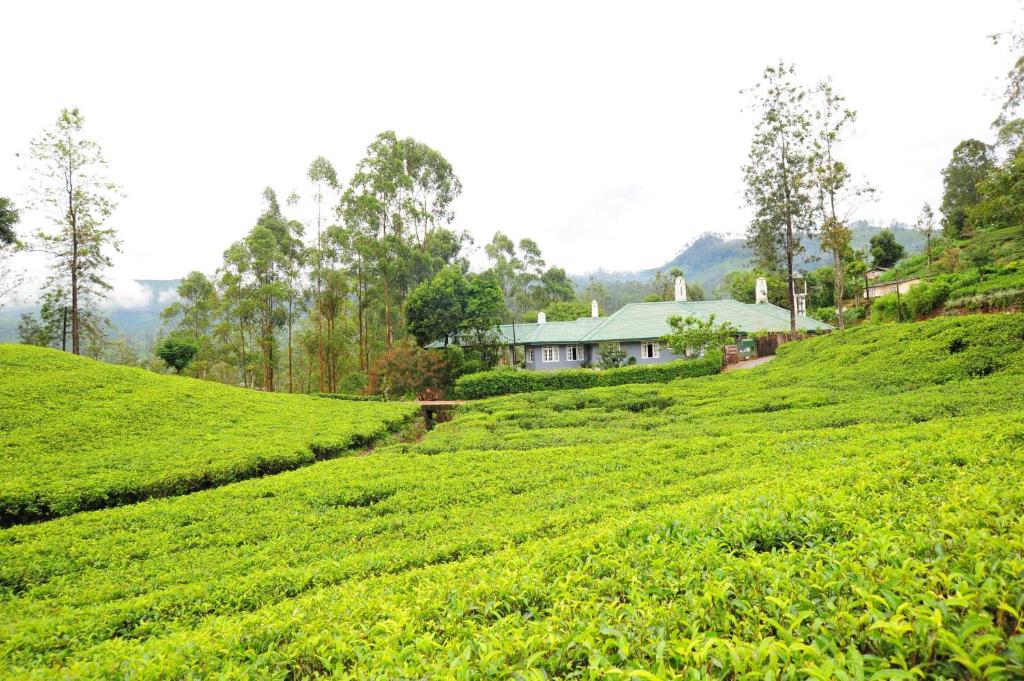 Ireby Tea Estate Bungalow photo 2