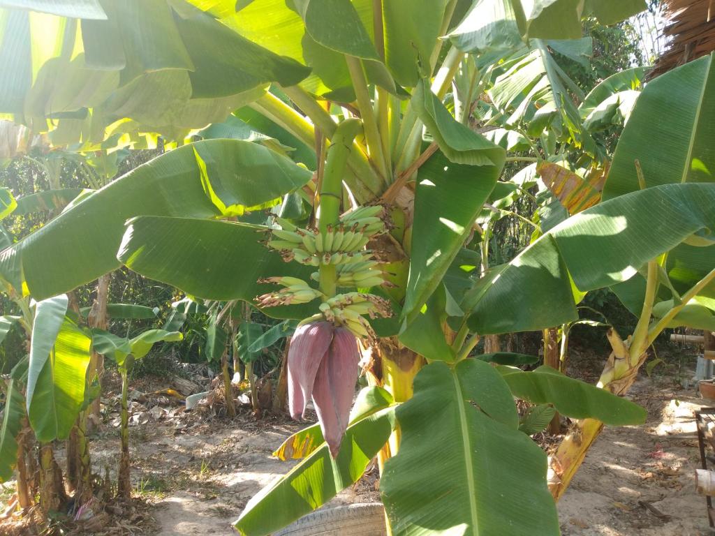 Meechok organic home photo 2