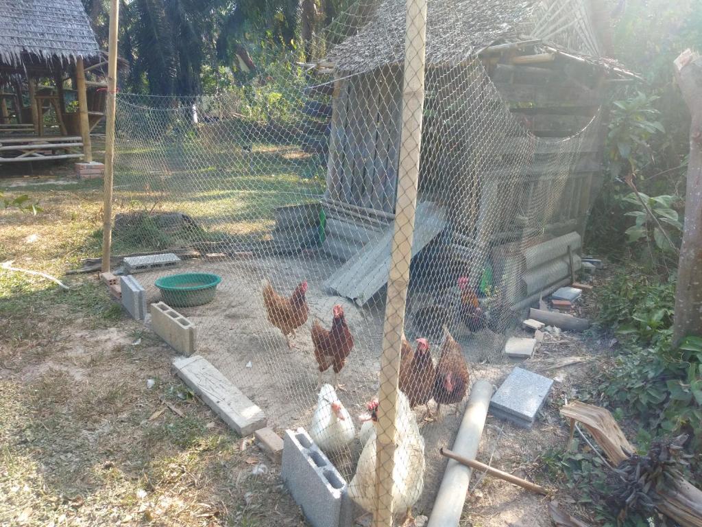Meechok organic home photo 1