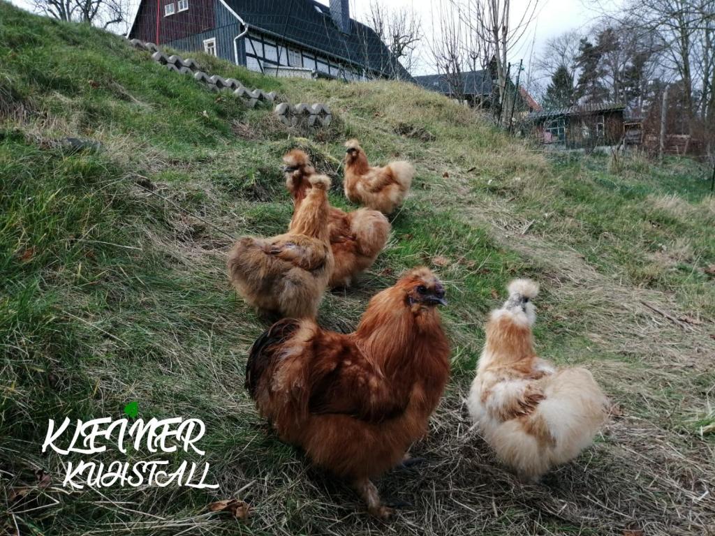 Ferienwohnungen Kleiner Kuhstall photo 1
