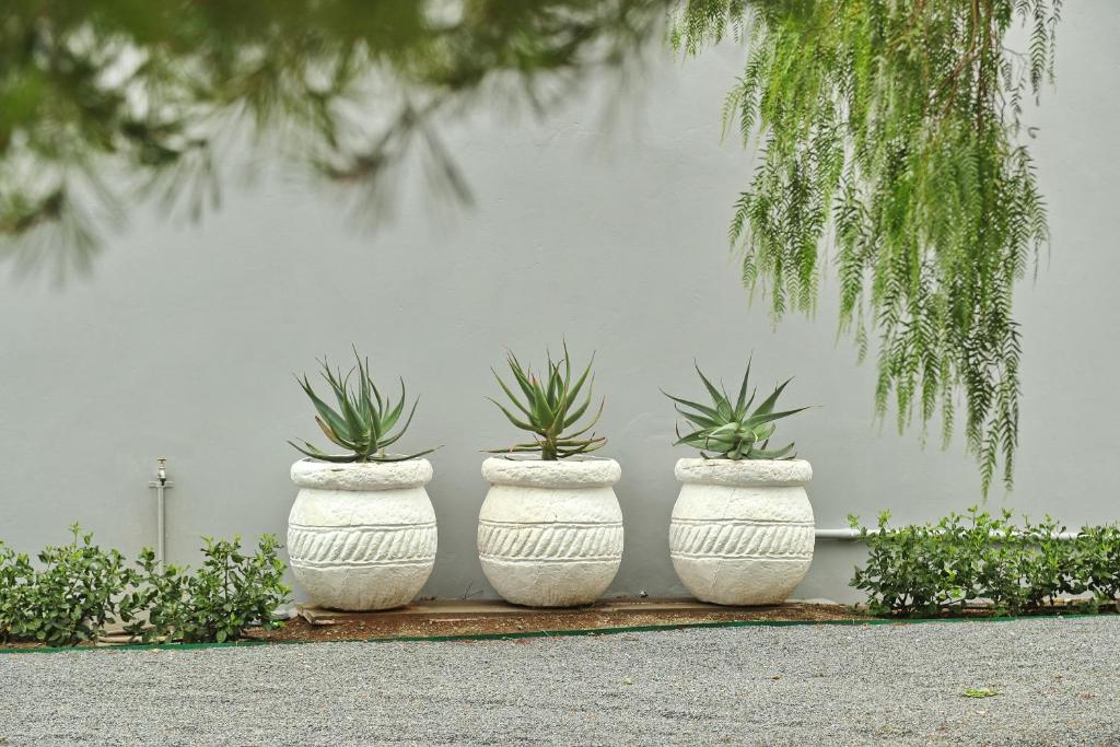 The Fancy Cactus photo 3