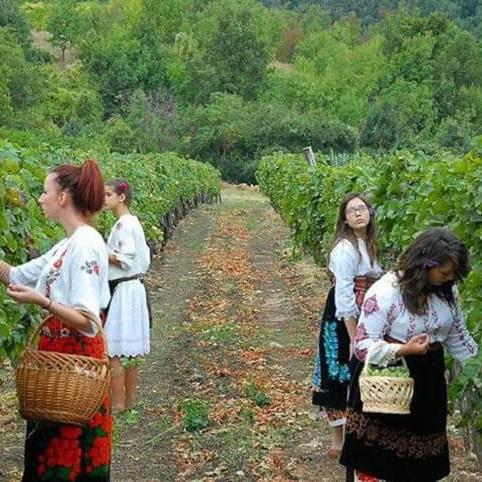 Kuca za odmor RADMILA - Rogljevacke pivnice photo 2