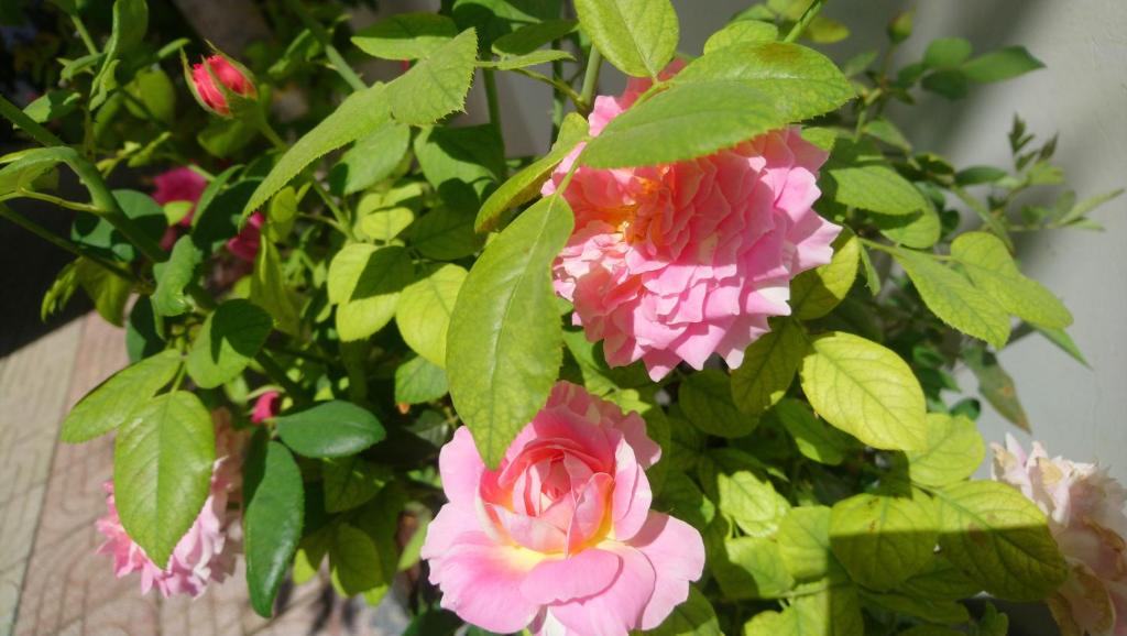 Hung Phuc Mui Ne Hotel