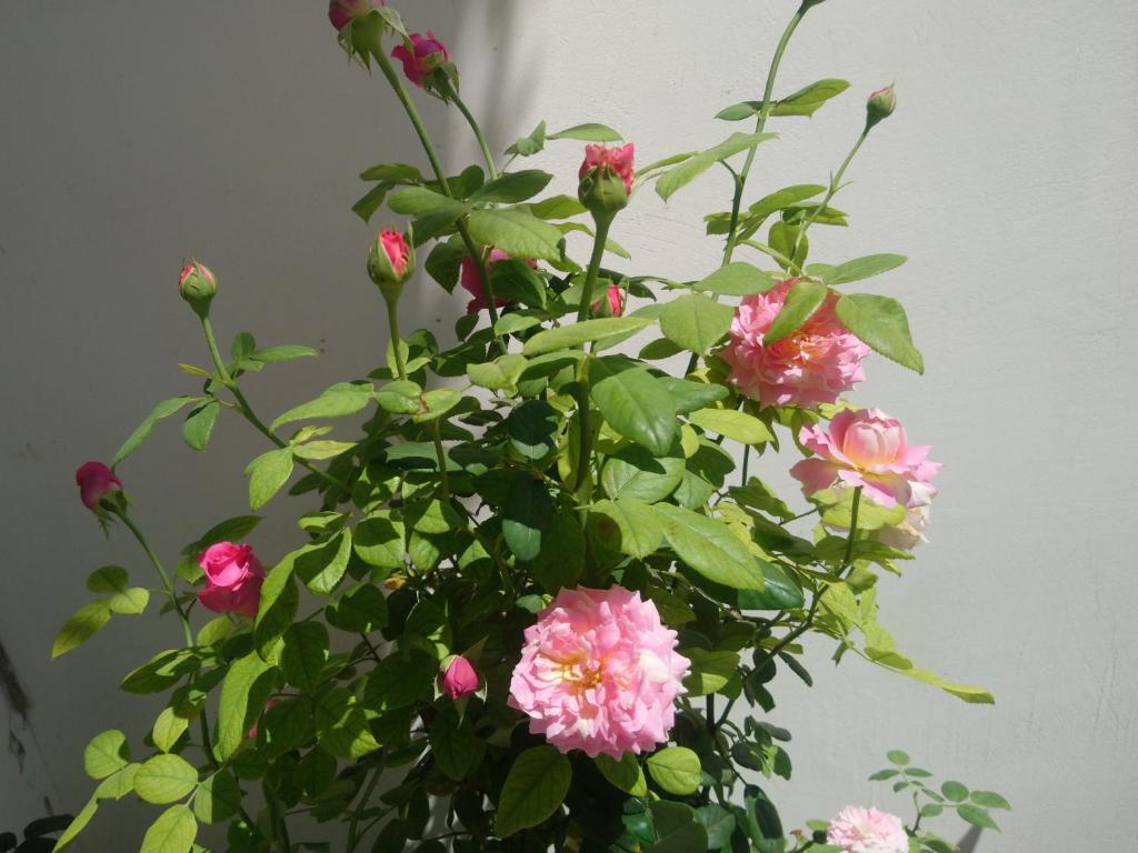 Hung Phuc Mui Ne Hotel