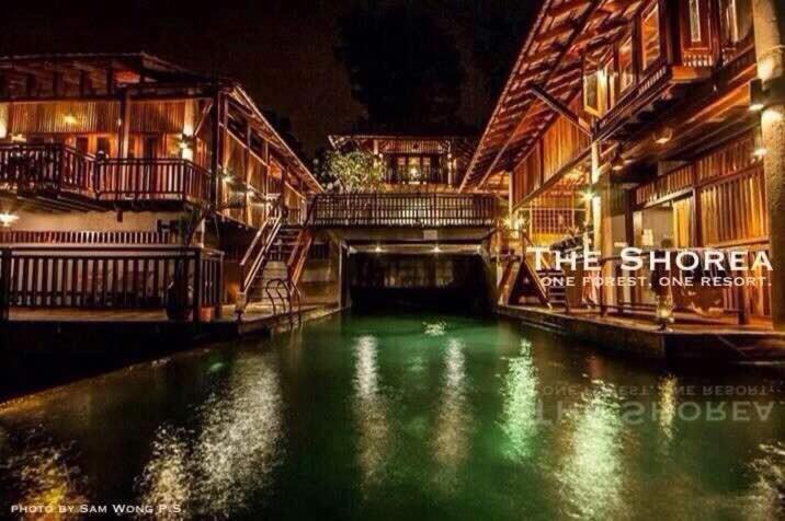 The Shorea photo 4