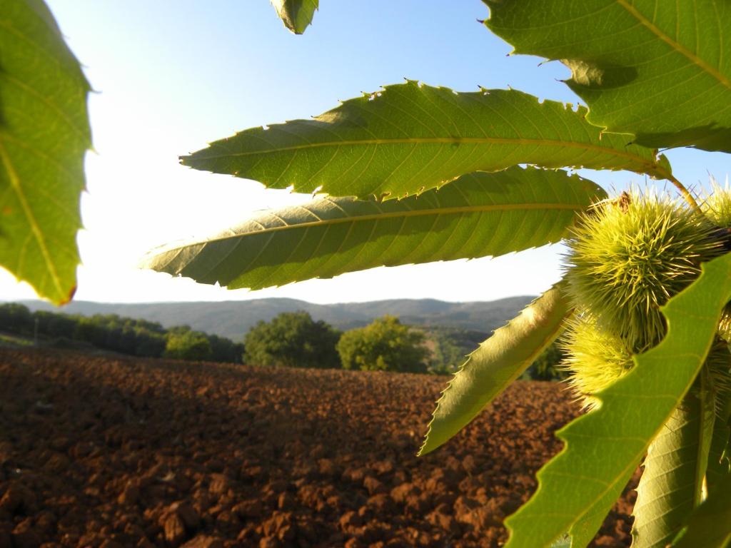 Agriristoro Podere S. Andrea photo 1