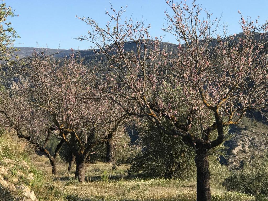 al-qandil photo 3