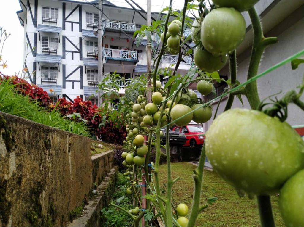 Homstay Desa Anthurium photo 1