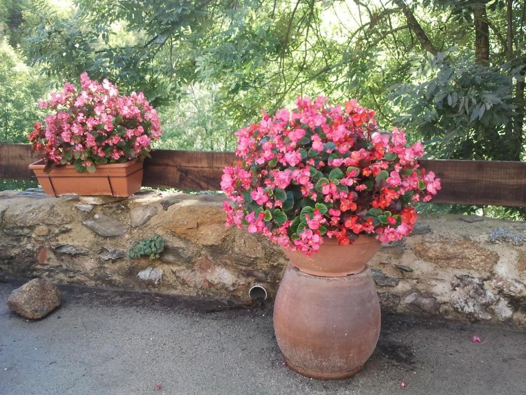 Mas Taillet Le Camelia photo 3