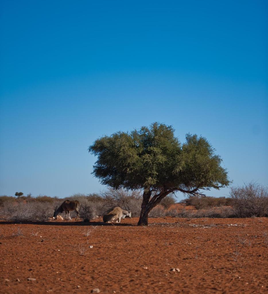 Kalahari Anib Campsite photo 4
