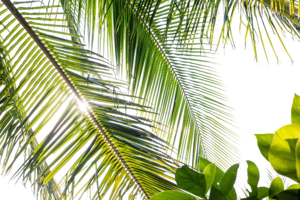 Under The Coconut Tree Hội An Homestay