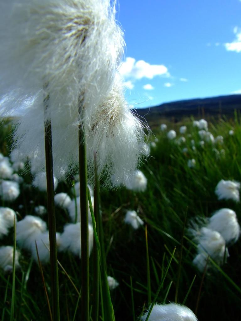 Solvanes Farmholidays photo 4