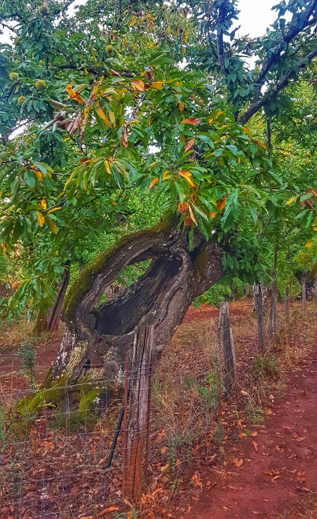 Finca la Viriñuela photo 1